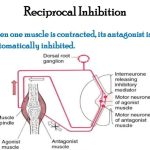 Diagram explaining reciprocal inhibition between agonist and antagonist muscles.